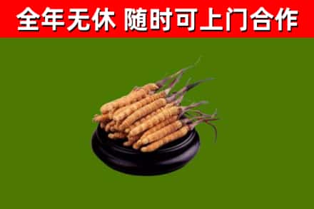 包头市回收散虫草