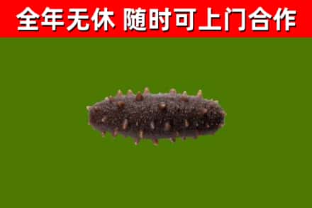 包头市回收海参干